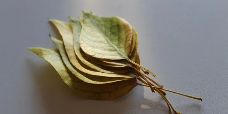 hôi miệng lâu năm